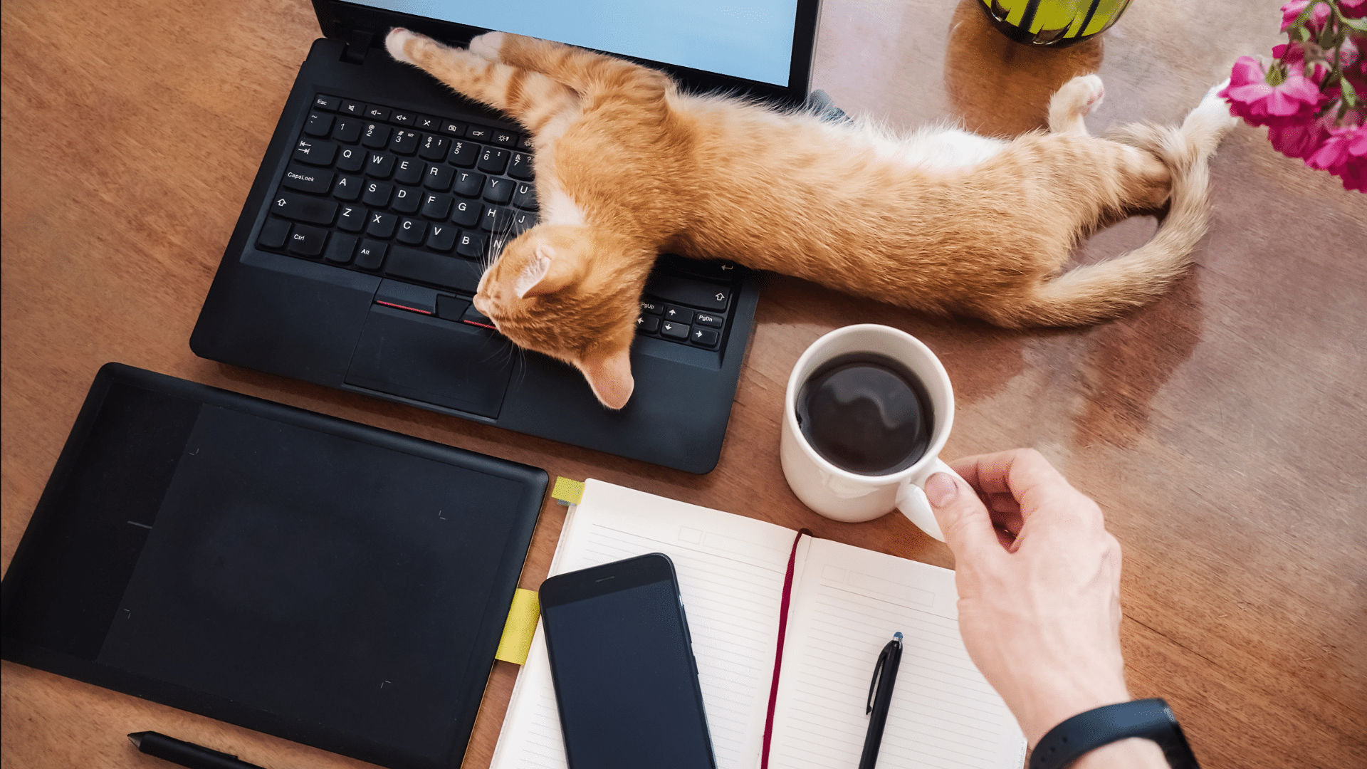 Katze sitzt auf dem Schreibtisch und blockiert den Laptop, während eine Person versucht zu arbeiten – Symbol für Ablenkung im Homeoffice.